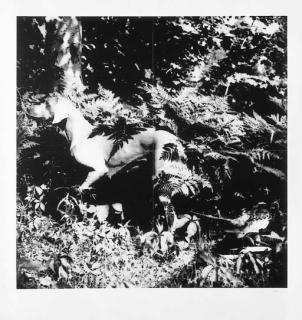 William Wegman - Bird Dog Suite