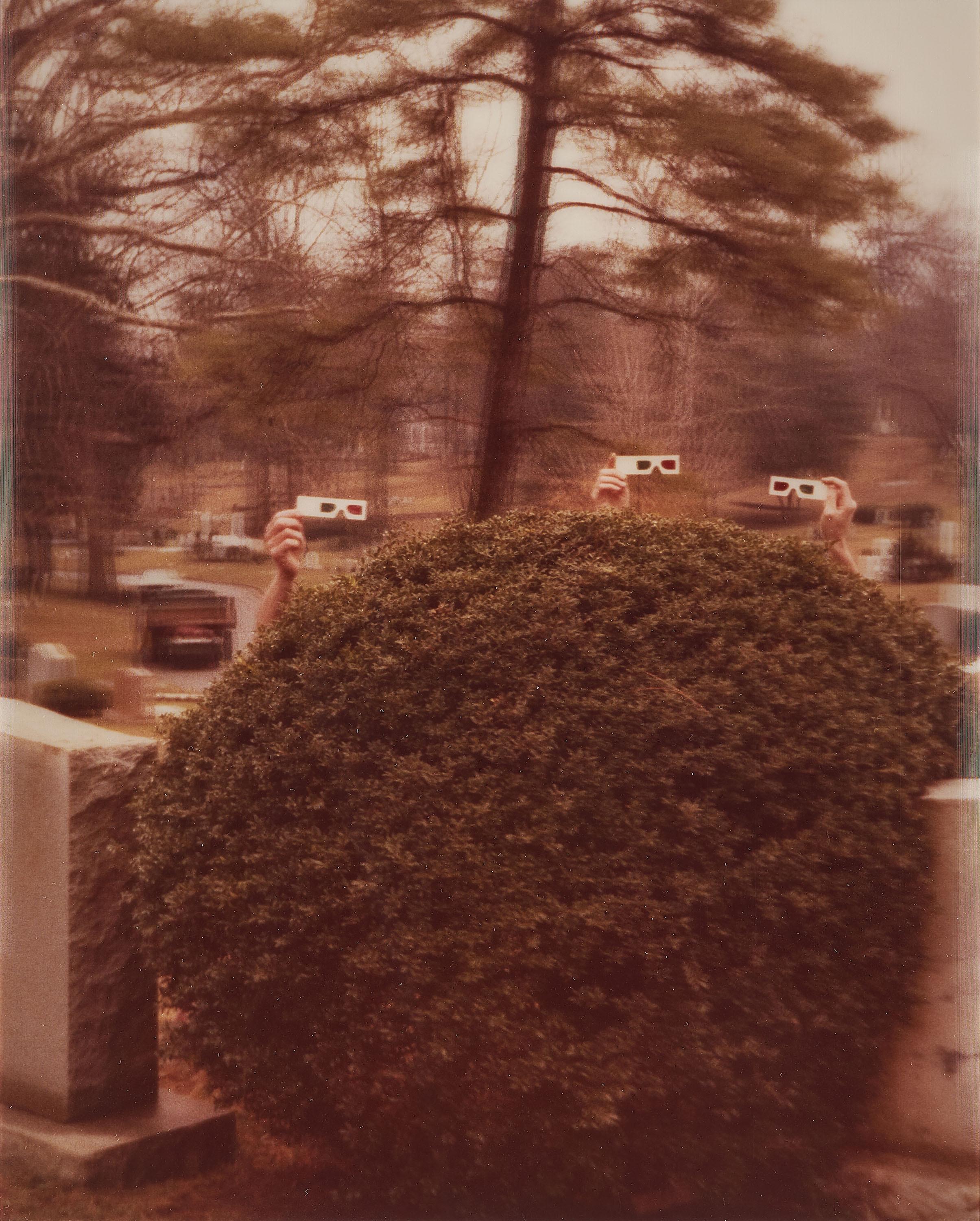 William Wegman - Bush.