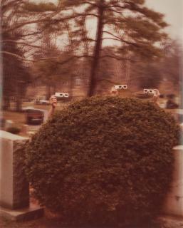 William Wegman - Bush.