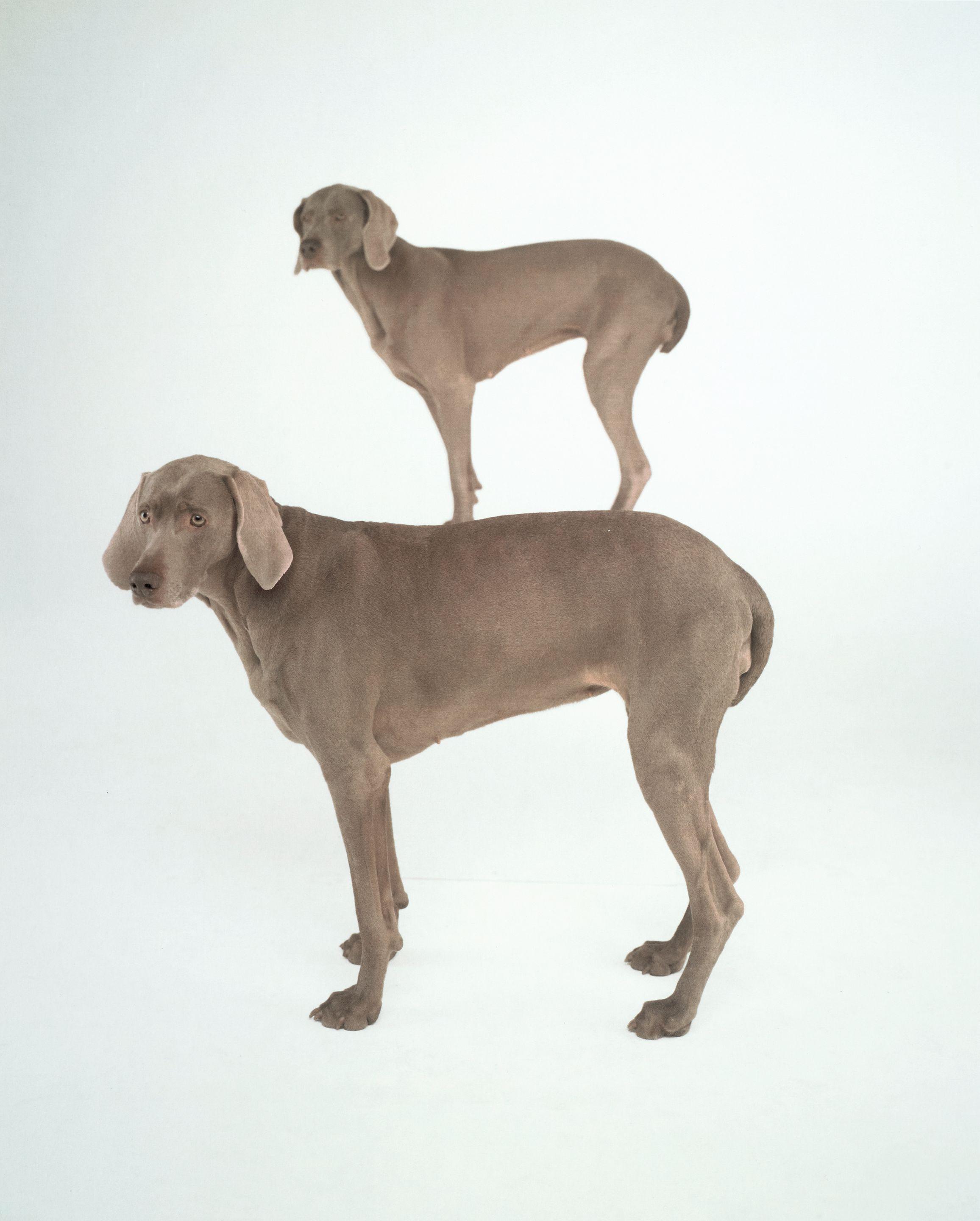 William Wegman - Dog and Pony