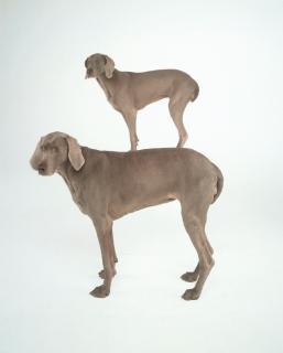 William Wegman - Dog and Pony
