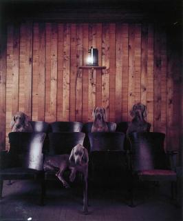 William Wegman - Dull Movie
