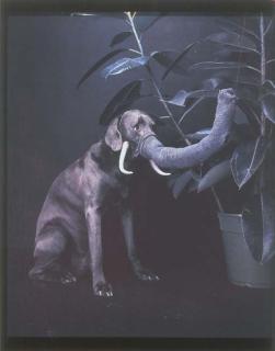William Wegman - Eléphant