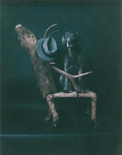 William Wegman - \'Elks Club\'