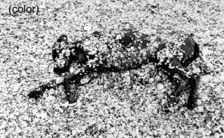 William Wegman - Fay with Shells