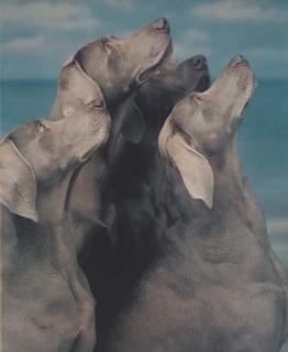 William Wegman - Flock