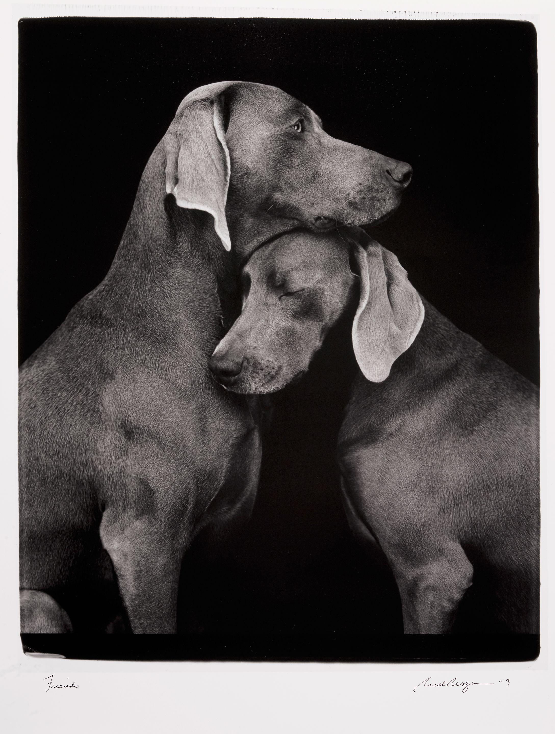 William Wegman - Friends, 2010