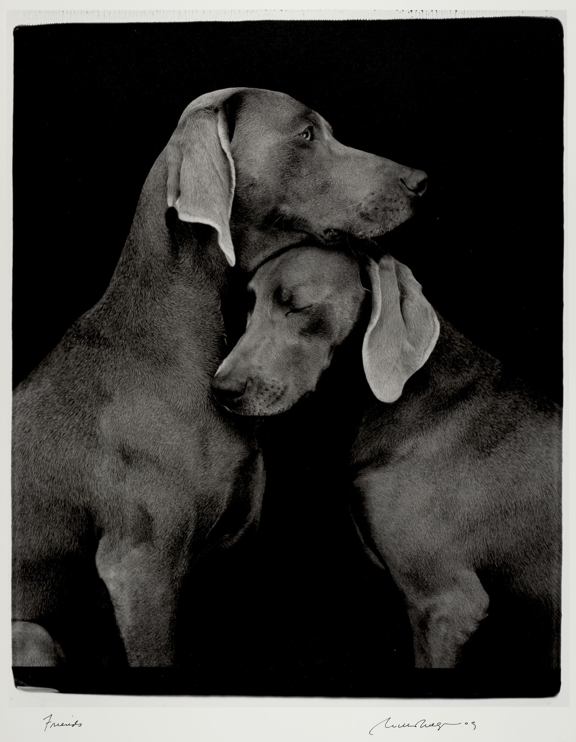William Wegman - Friends