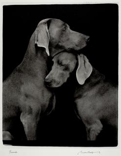 William Wegman - Friends