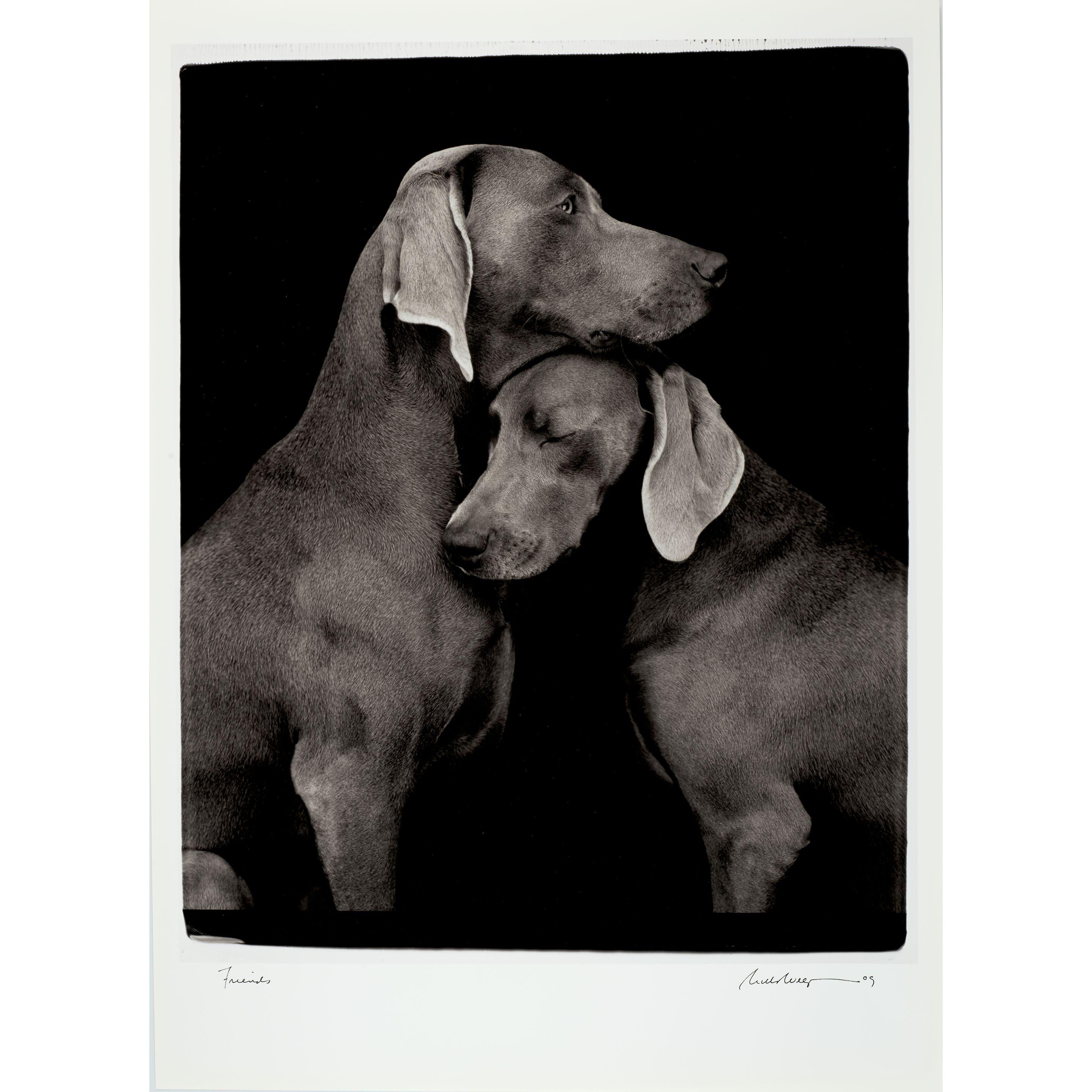William Wegman - Friends