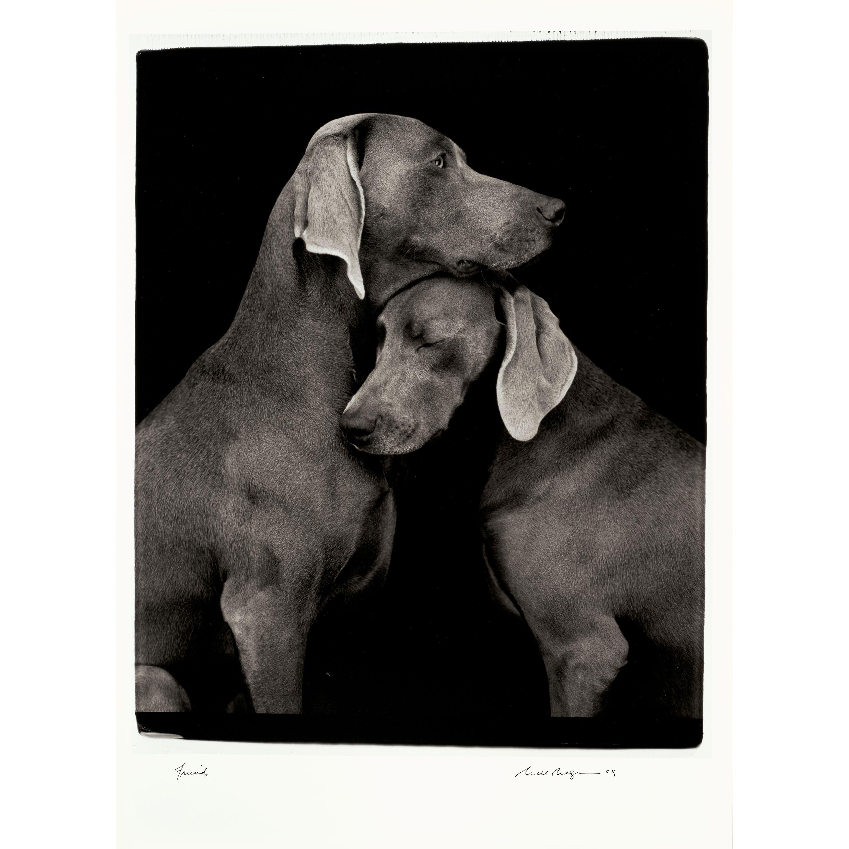 William Wegman - Friends