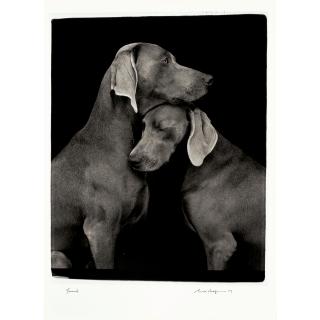 William Wegman - Friends