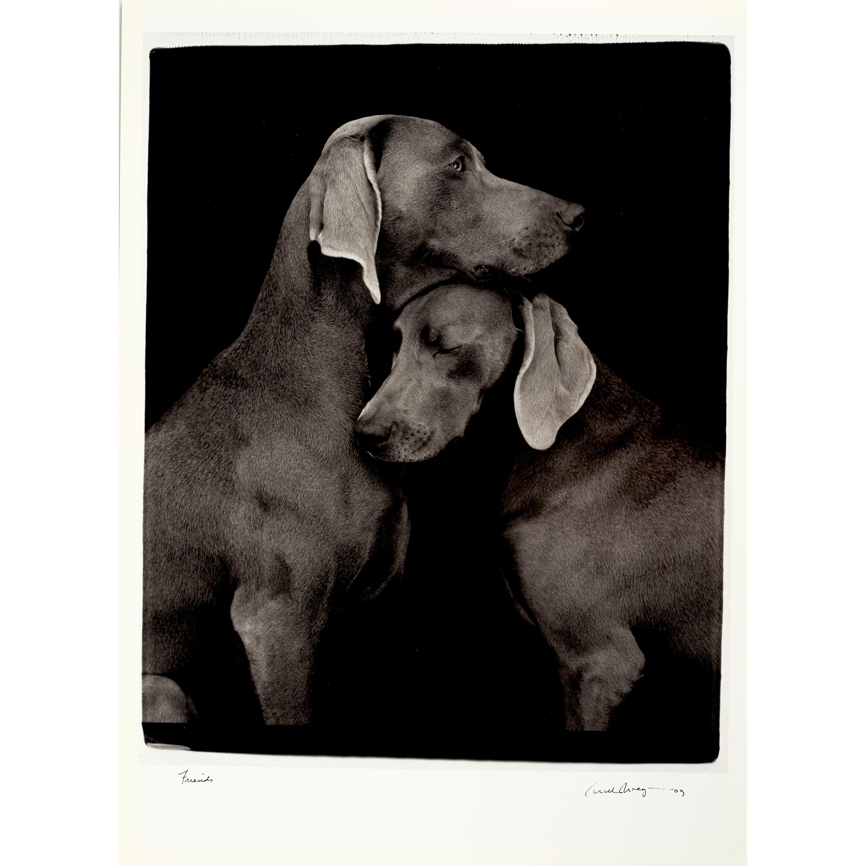 William Wegman - Friends