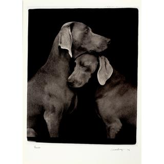 William Wegman - Friends