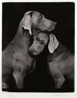 William Wegman - Friends