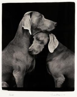 William Wegman - Friends