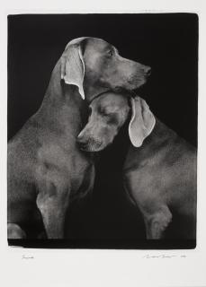 William Wegman - Friends