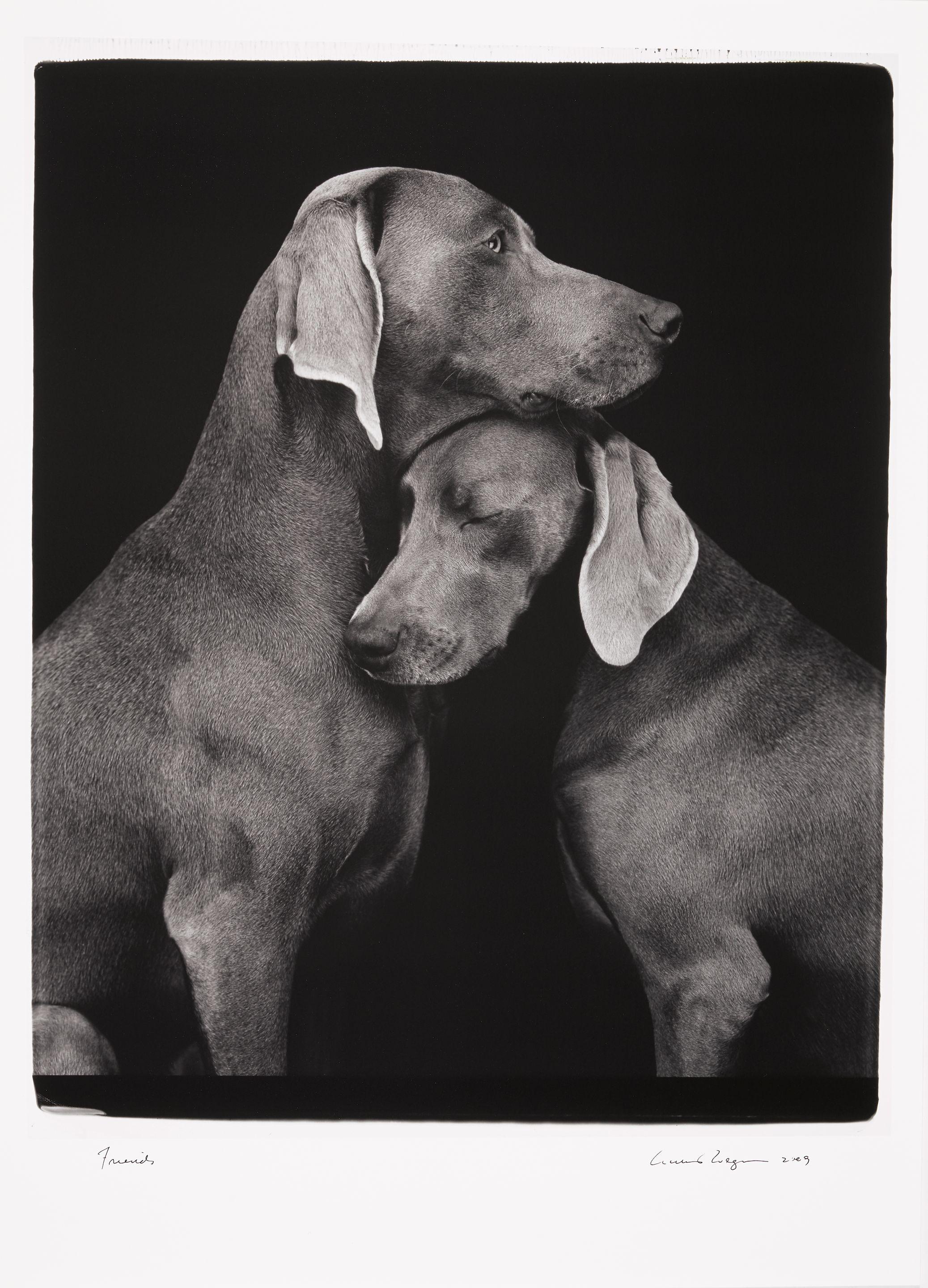 William Wegman - Friends