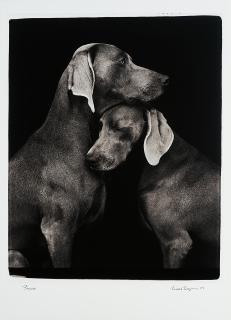 William Wegman - Friends.