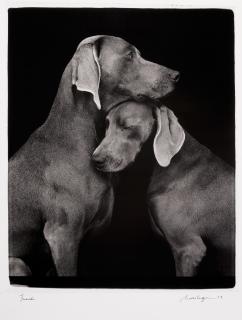 William Wegman - Friends