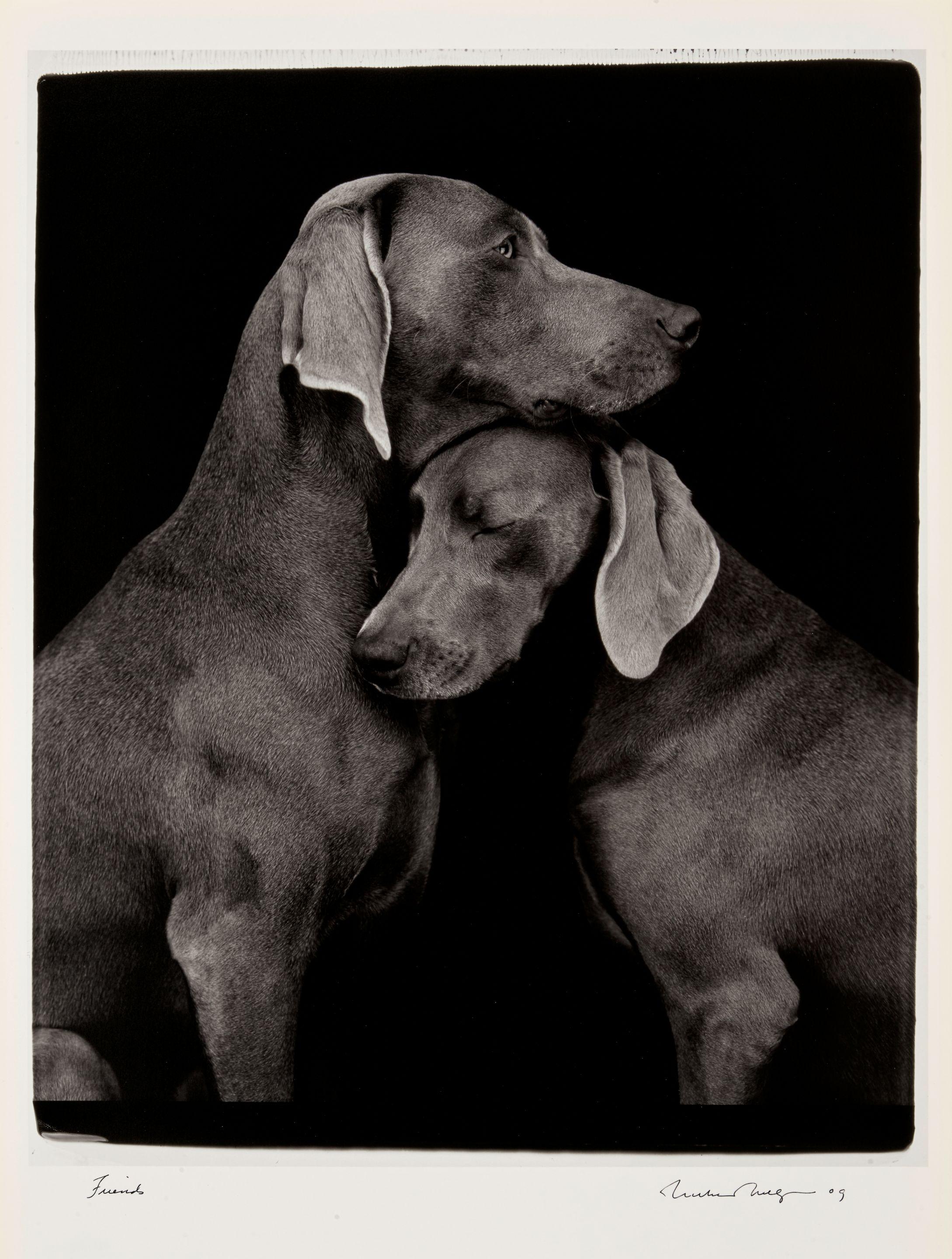William Wegman - Friends