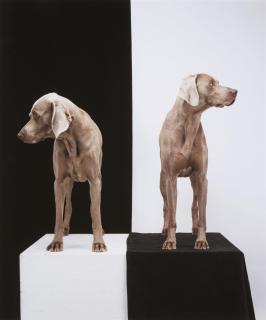 William Wegman - Game Board