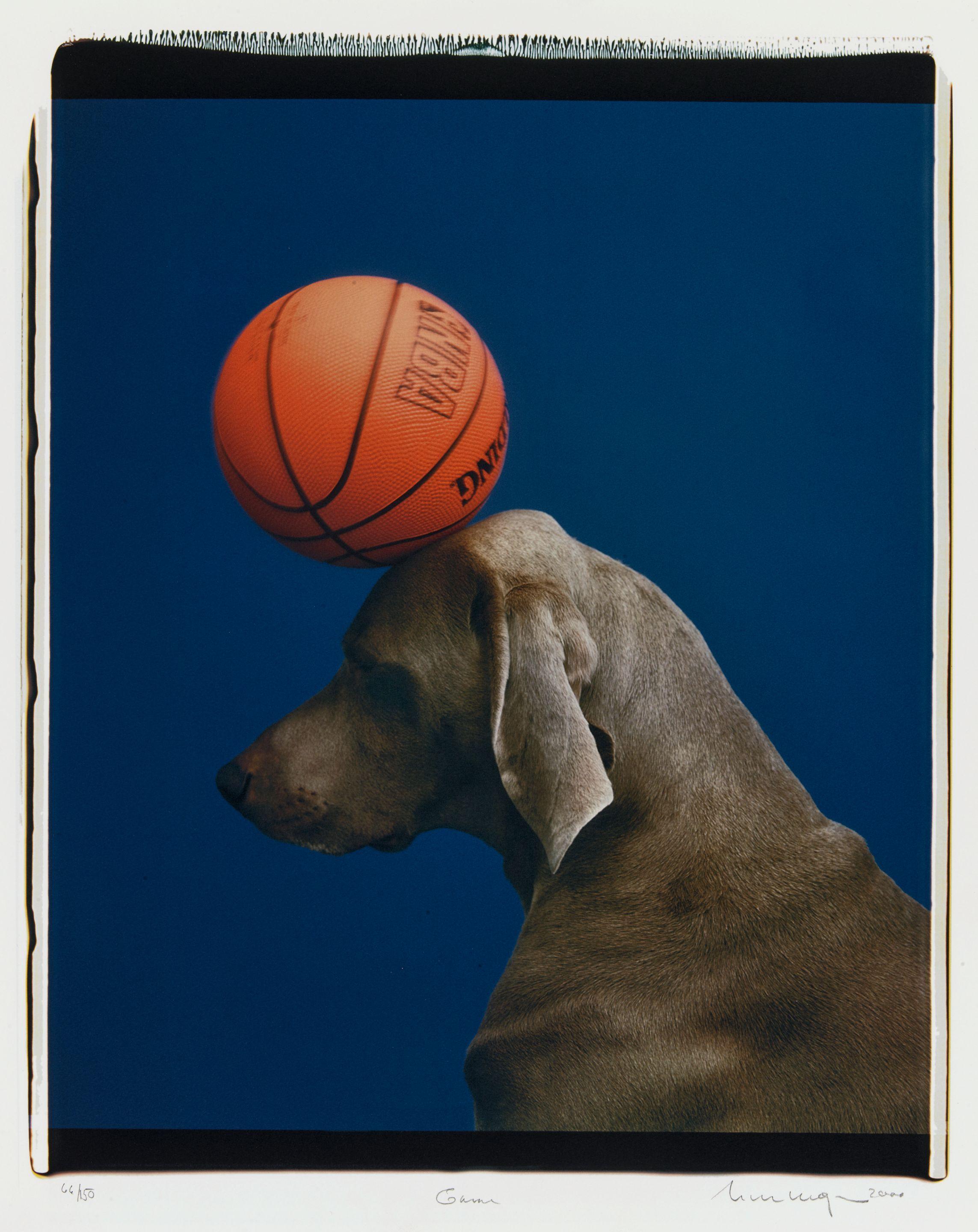 William Wegman - Game