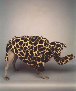 William Wegman - Gerrhino, 1988