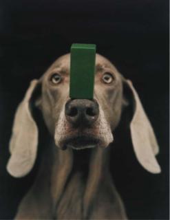 William Wegman - (Green Block) on the Nose