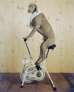 William Wegman - Hunk