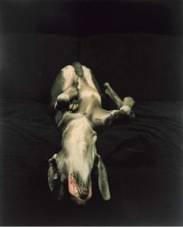 William Wegman - Jaws, 1990