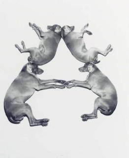 William Wegman - Letters, Numbers, Punctuation