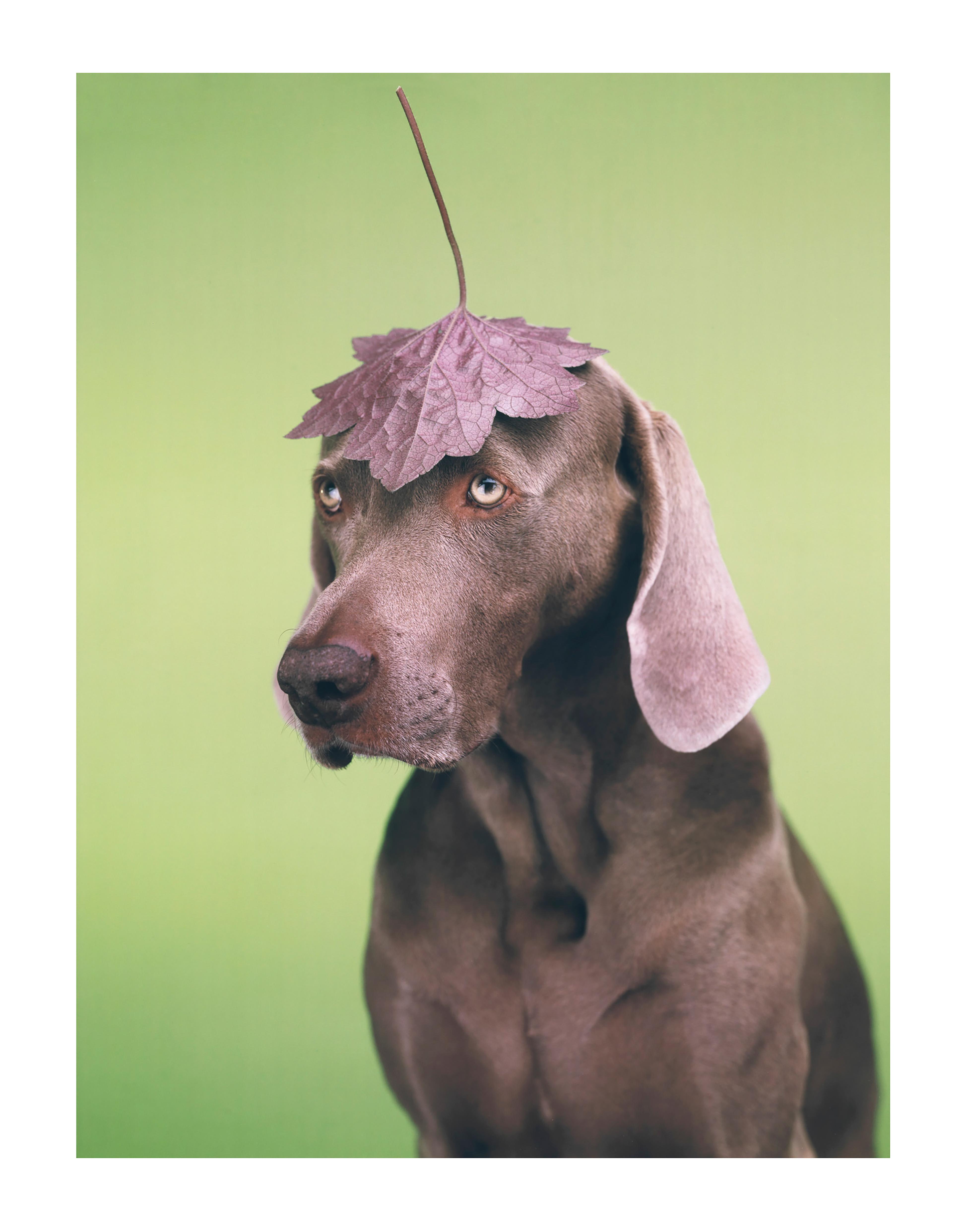 William Wegman - Lid