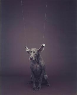 William Wegman - Loft, 1989