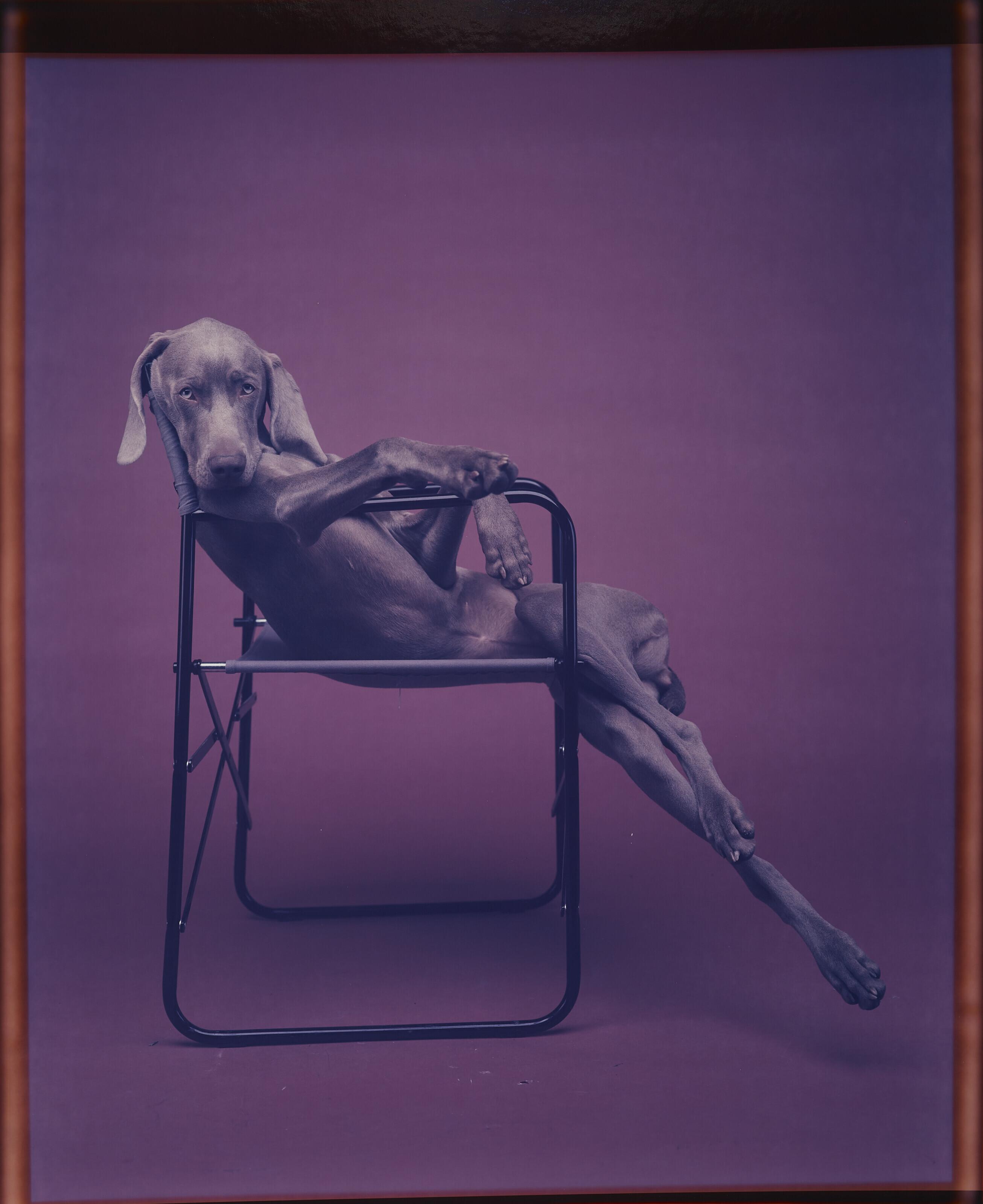 William Wegman - Lolita, 1990