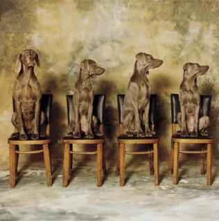 William Wegman - Look, Look