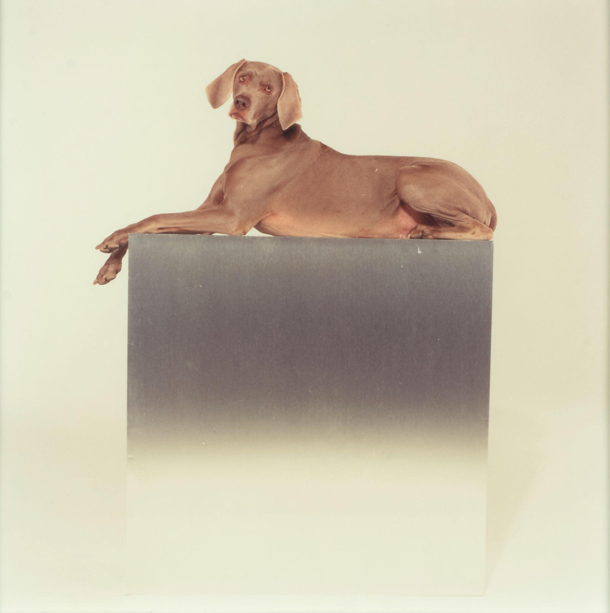 William Wegman - Monument
