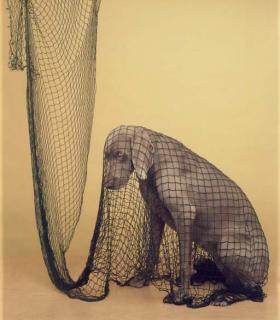 William Wegman - Netted, 1987