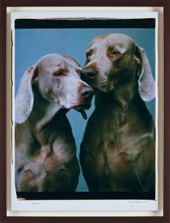 William Wegman - \
