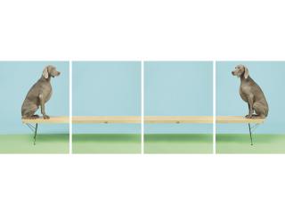 William Wegman - On and On, 2015