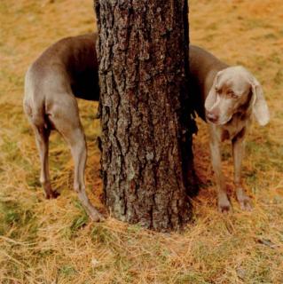 William Wegman - Pine Bender, 1997