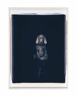 William Wegman - Potted, 1992
