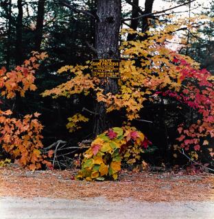 William Wegman - Rangeley, Maine, October
