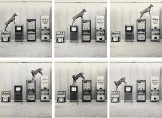 William Wegman - Ray-O-Vac, 1973