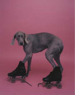 William Wegman - Roller Skater