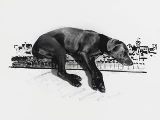 William Wegman - Running Dogball
