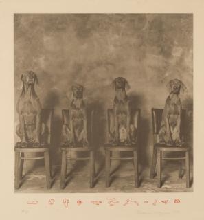 William Wegman - Sans titre, 1990