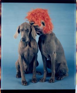 William Wegman - Secret Saying