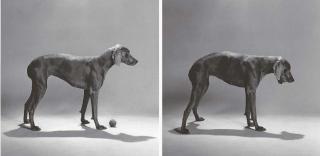 William Wegman - Side Ball