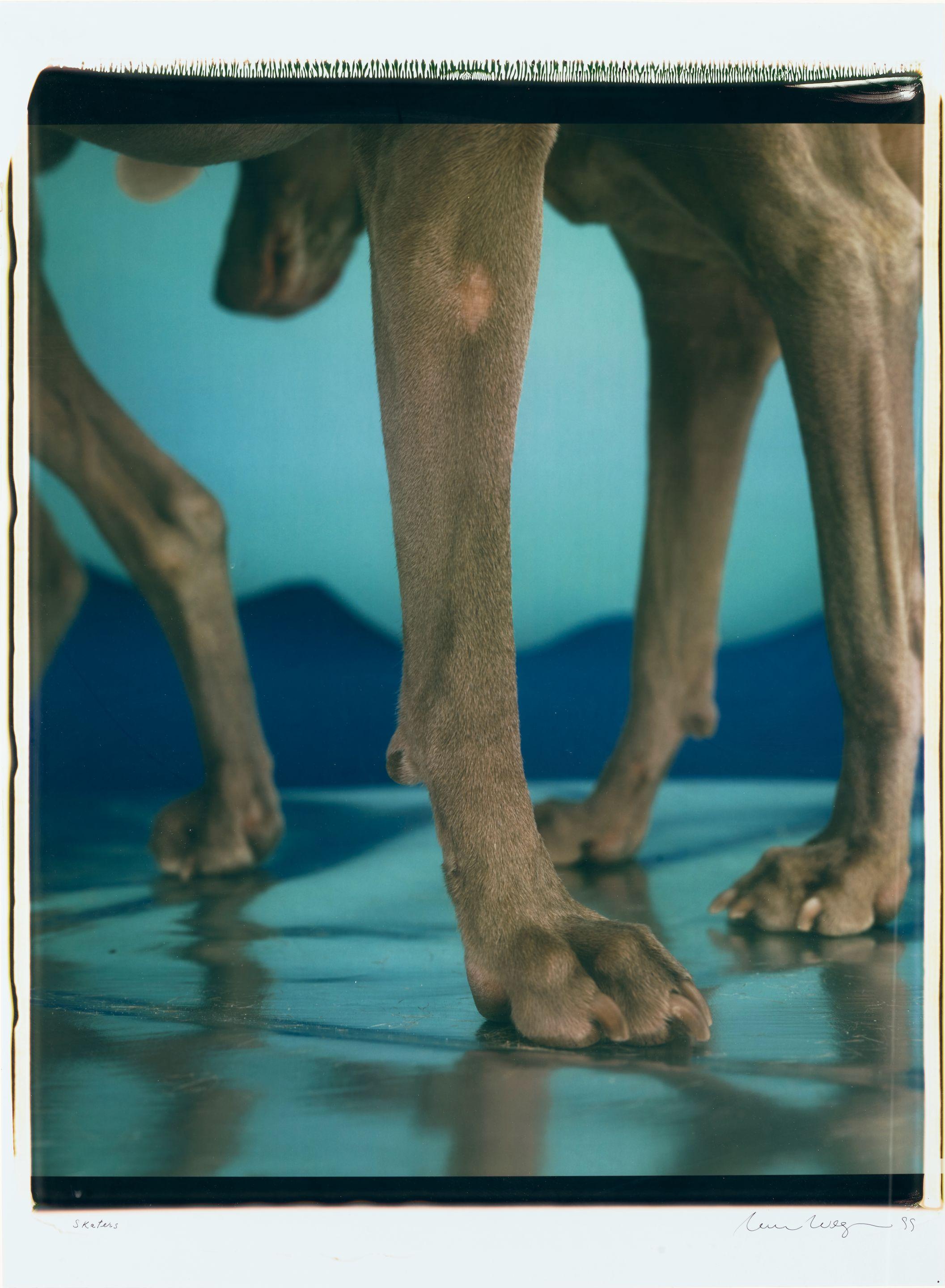 William Wegman - Skaters